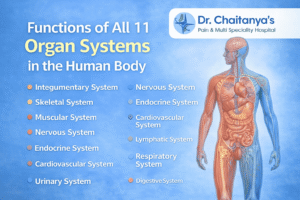 Functions of All 11 Organ Systems